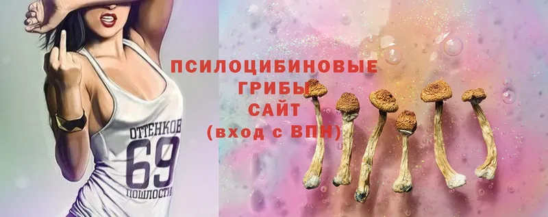 Галлюциногенные грибы Psilocybe  Всеволожск 